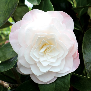 Camellia 'Queen Diana'