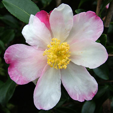 Camellia 'Rainbow'