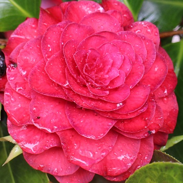 Camellia 'Roger Hall'