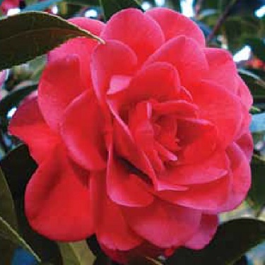 Camellia 'Roma Red'