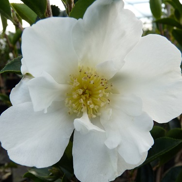 Camellia 'Setsugekka'