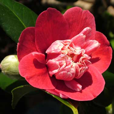 Camellia 'Shikibu'