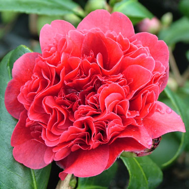 Camellia 'Takanini'