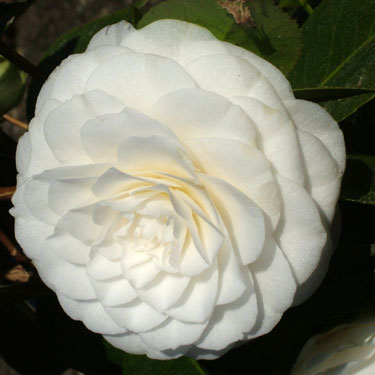 Camellia 'Tootsie'