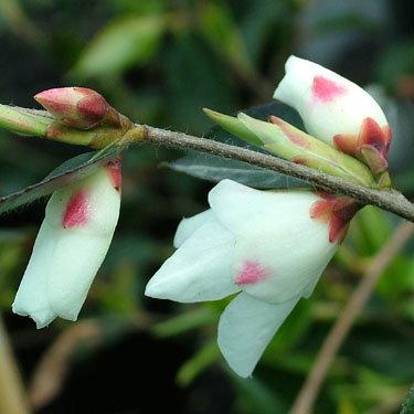 Camellia transnokoensis