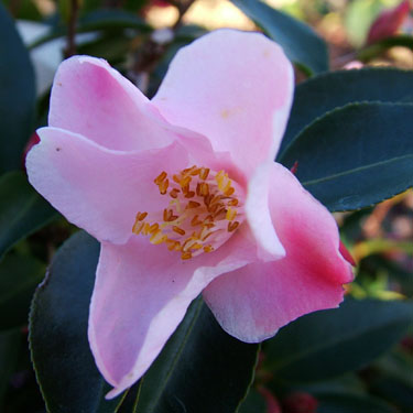 Camellia 'Transpink'