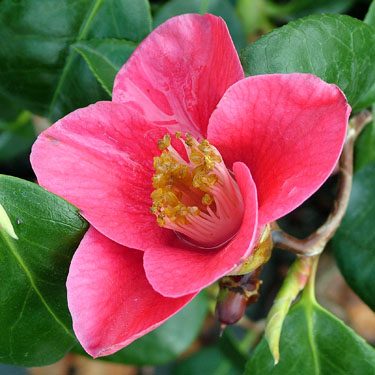 Camellia 'Un Ryu'