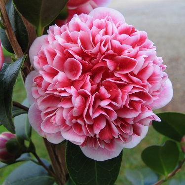 Camellia 'Volunteer'