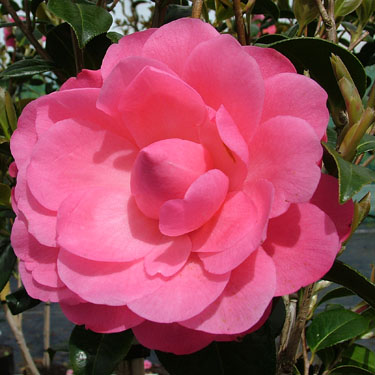Camellia 'Waterlily'