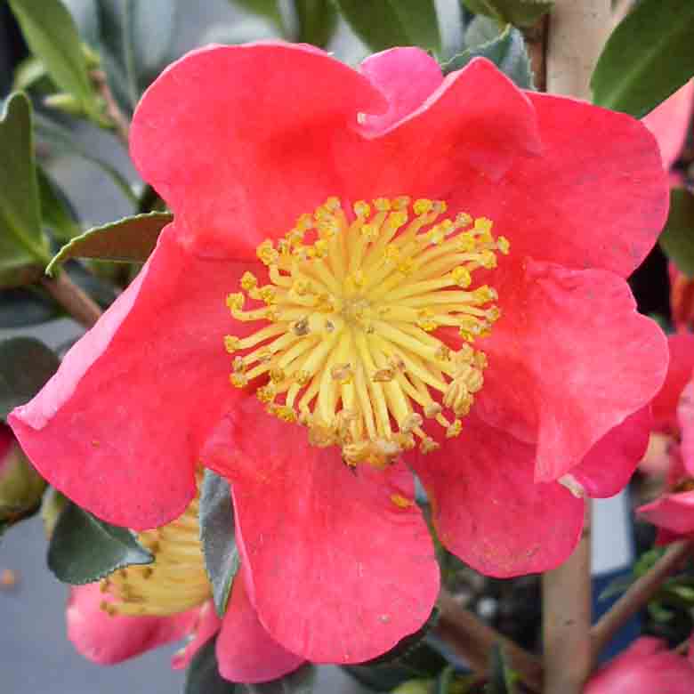 Camellia 'Yuletide'