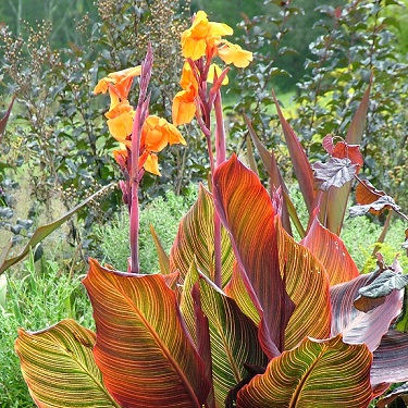 Canna 'Tropicanna'