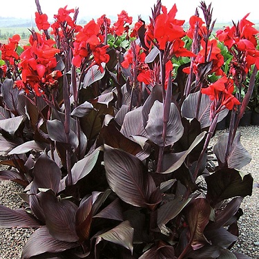 Canna 'Tropicanna Black'