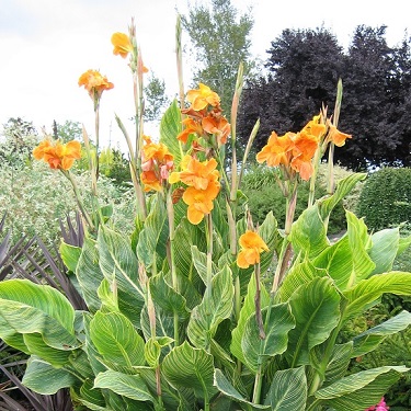 Canna 'Tropicanna Gold'