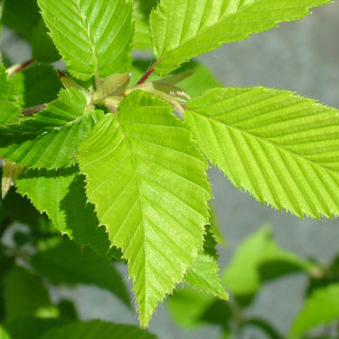 Carpinus betulus 'Fastigata'