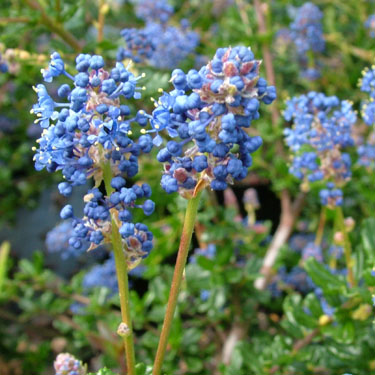 Ceanothus 'Blue Cushion'