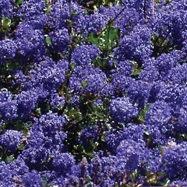 Ceanothus 'Blue Sapphire'