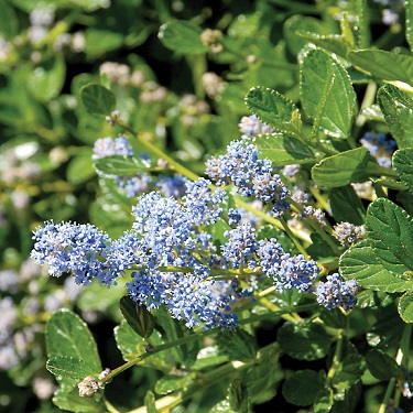 Ceanothus 'Yankee Point'