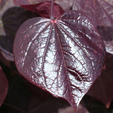 Cercis 'Forest Pansy'