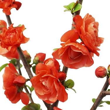 Chaenomeles 'Orange Storm' 90cm Std