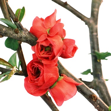 Chaenomeles 'Pink Storm' 90cm Std