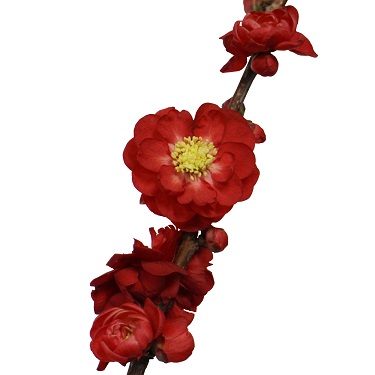 Chaenomeles 'Scarlet Storm' 90cm Std