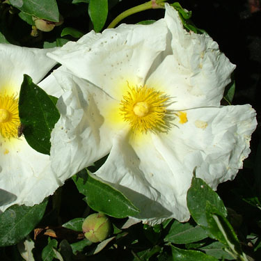 Cistus 'Bennett's White'