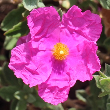 Cistus 'Sunset'