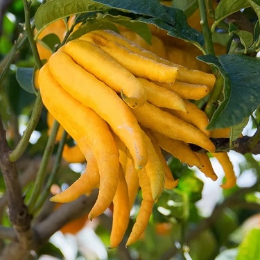 Citrus 'Buddha's Hand'