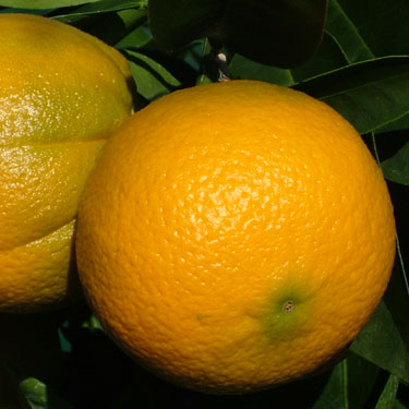 Citrus orange 'Cara Cara'