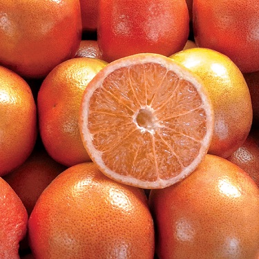 Citrus grapefruit 'Cutler's Red'