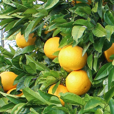 Citrus grapefruit 'Golden Special'