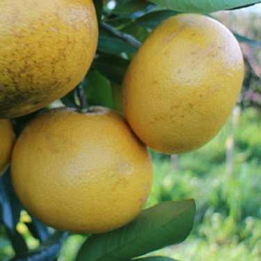 Citrus grapefruit 'Wheeny'