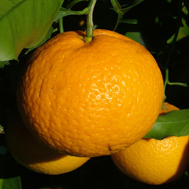 Citrus tangor 'Kiyomi'
