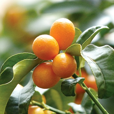 Citrus kumquat 'Meiwa'