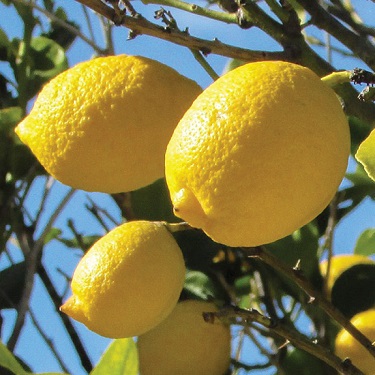 Citrus lemon 'Genoa'