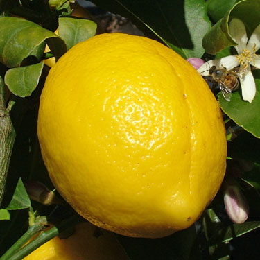 Citrus lemon 'Meyer'