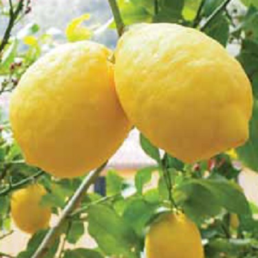 Citrus lemon 'Ponderosa'