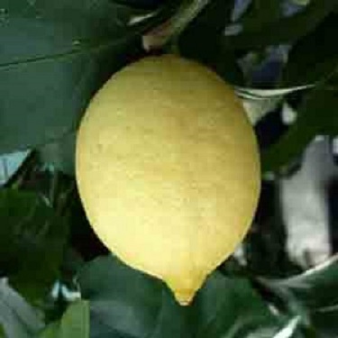 Citrus lemon 'Yen Ben' Dwarf