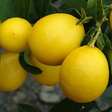 Citrus limequat 'Eustis'