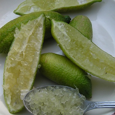 Citrus lime 'Finger Lime'