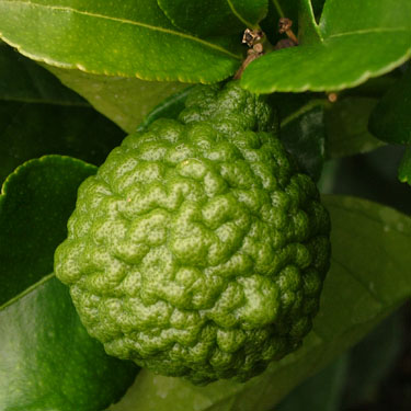 Citrus lime 'Kaffir'