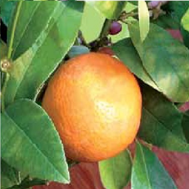 Citrus lime 'Rangpur'