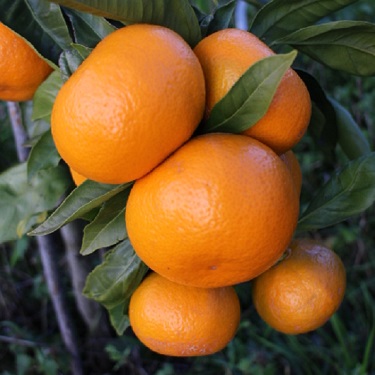 Citrus mandarin 'Aoshima'