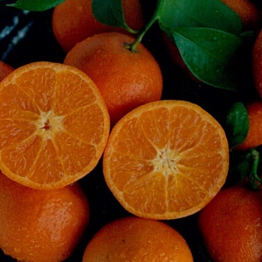 Citrus mandarin 'Bay Sweetie' Dwarf