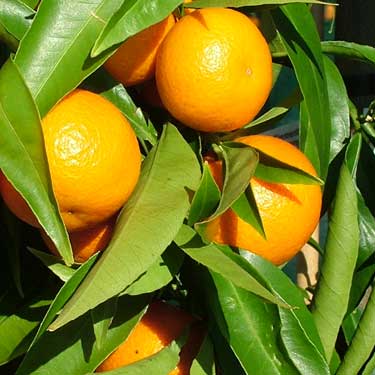 Citrus mandarin 'Clementine'