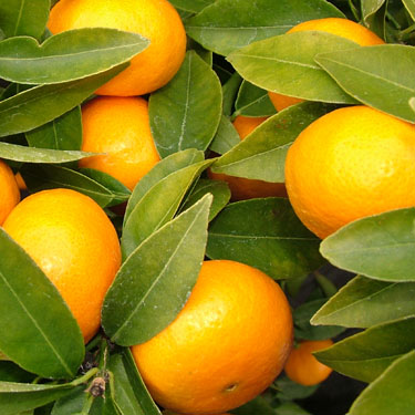 Citrus mandarin 'Encore' Dwarf