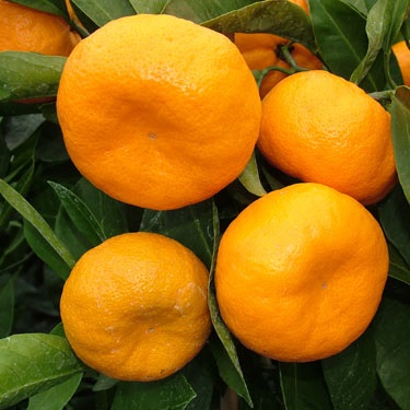 Citrus mandarin 'Kawano' Dwarf