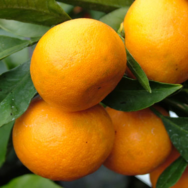 Citrus mandarin 'Miho'