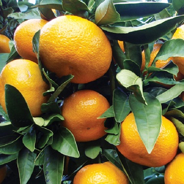 Citrus mandarin 'Miyagawa Wase'