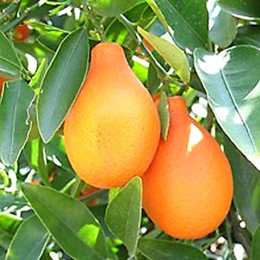 Citrus Mandarinquat